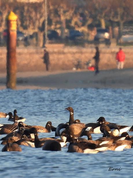 EL REGATÓN DE LAREDO