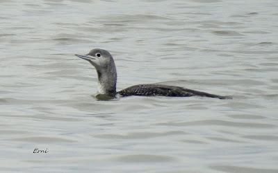 EL REGATÓN DE LAREDO