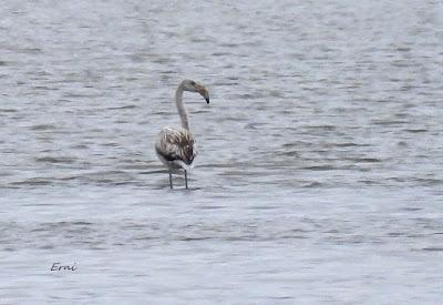 EL REGATÓN DE LAREDO