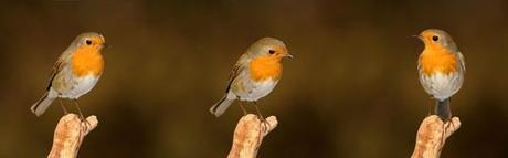 Hotel jm jardin de la reina en Sevilla Hotel jm jardin de la reina en Sevilla