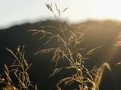 Todo sobre Jerba: isla mágica Túnez