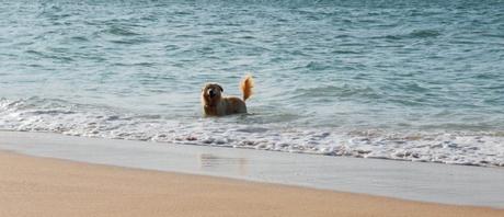Gran Canaria y su eterno verano, una escapada perfecta de invierno