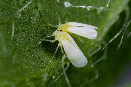 Eurofins avala el potencial agronómico de HTpro Flame, biofertilizante exclusivo de Nostoc Eurofins avala el potencial agronómico de HTpro Flame, biofertilizante exclusivo de Nostoc