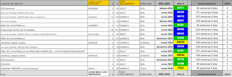 Concentración de gaviotas reidoras anilladas en Diagonal Mar