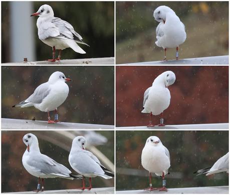 Concentración de gaviotas reidoras anilladas en Diagonal Mar Concentración de gaviotas reidoras anilladas en Diagonal Mar