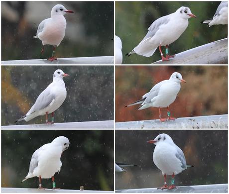 Concentración de gaviotas reidoras anilladas en Diagonal Mar Concentración de gaviotas reidoras anilladas en Diagonal Mar