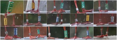 Concentración de gaviotas reidoras anilladas en Diagonal Mar Concentración de gaviotas reidoras anilladas en Diagonal Mar