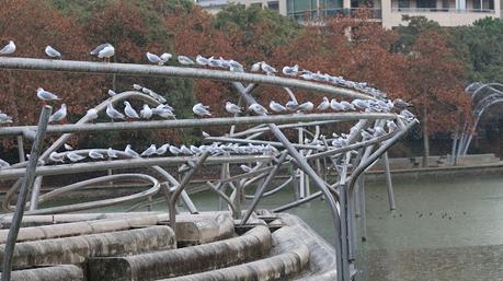 Concentración de gaviotas reidoras anilladas en Diagonal Mar Concentración de gaviotas reidoras anilladas en Diagonal Mar