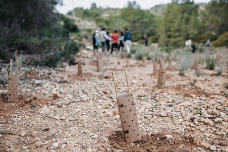 Bosquia avanza la reforestación de Pedralba con apoyo empresarial Bosquia avanza la reforestación de Pedralba con apoyo empresarial