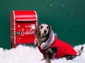 Cómo elegir abrigo para perro adecuado según tipo pelo