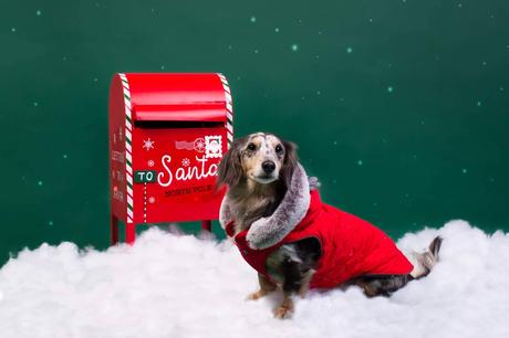 Cómo elegir un abrigo para perro adecuado según su tipo de pelo Cómo elegir un abrigo para perro adecuado según su tipo de pelo