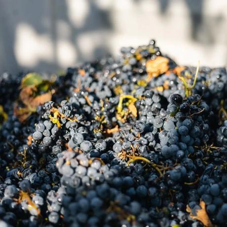 uvas para vino valle de la puerta