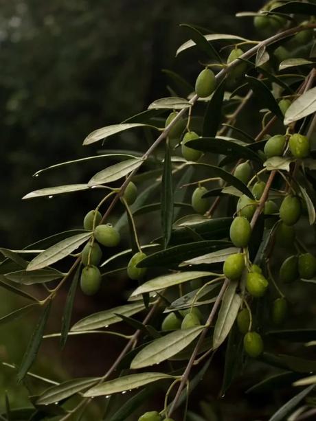 olivos riojanos valle de la puerta