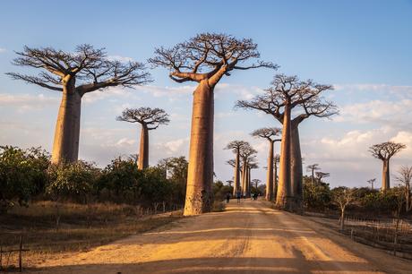 Avenida de los Baobabs