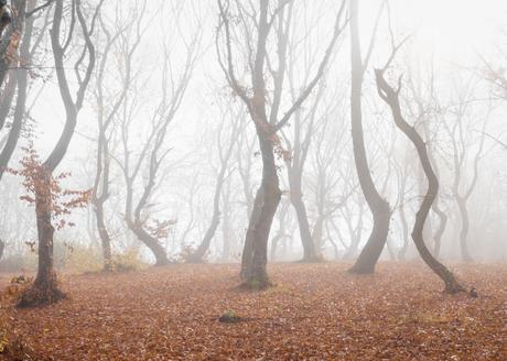Bosque de Hoia-Baciu