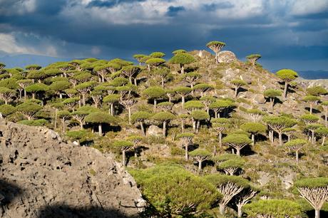 Bosques de sangre de dragón