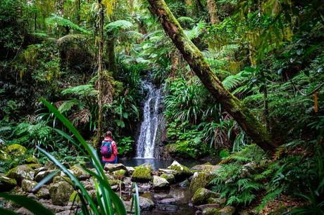 Selva tropical de Daintree