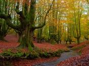 bosques misteriosos sacados directamente mundo fantasía