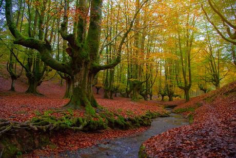 Bosque de Ozarreta