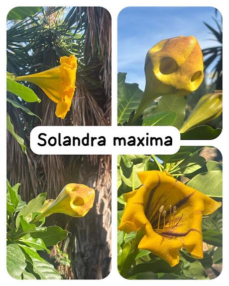 Solandra Maxima