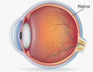 Hipertensión sistémica y circulación retiniana.