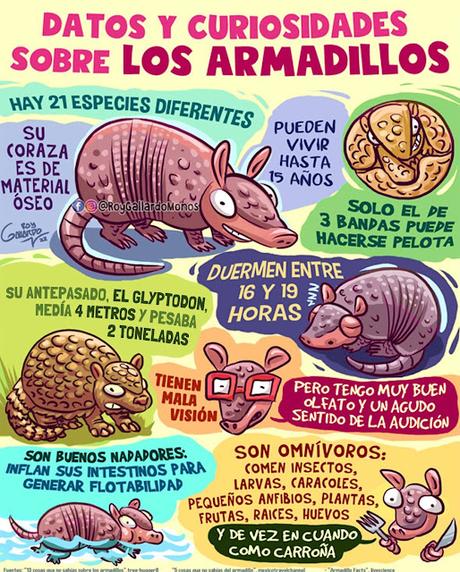 Armadillos
