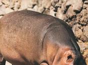 palabras relacionadas hipopótamo