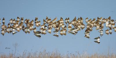 ESCAPADA A VILLAFÁFILA (16/12/25)