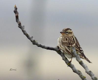 ESCAPADA A VILLAFÁFILA (16/12/25)