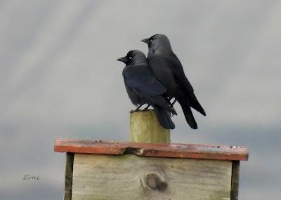 ESCAPADA A VILLAFÁFILA (16/12/25)