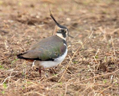ESCAPADA A VILLAFÁFILA (16/12/25)