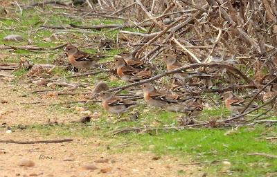 ESCAPADA A VILLAFÁFILA (16/12/25)