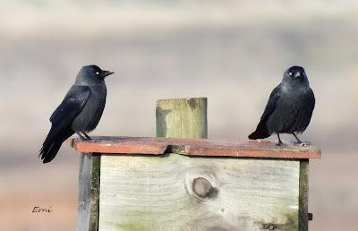 ESCAPADA A VILLAFÁFILA (16/12/25)