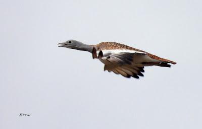 ESCAPADA A VILLAFÁFILA (16/12/25)