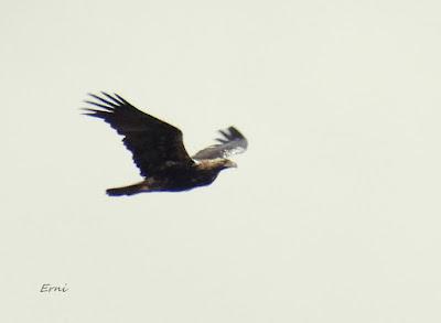 ESCAPADA A VILLAFÁFILA (16/12/25)