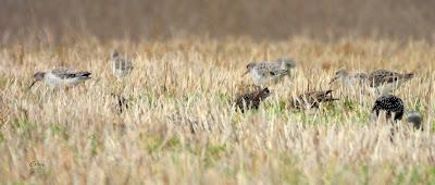 ESCAPADA A VILLAFÁFILA (16/12/25)