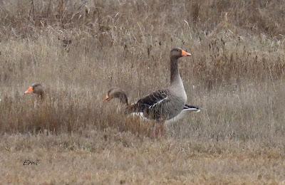 ESCAPADA A VILLAFÁFILA (16/12/25)