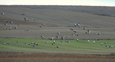 ESCAPADA A VILLAFÁFILA (16/12/25)