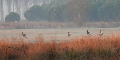 ESCAPADA A VILLAFÁFILA (16/12/25)