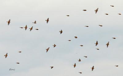 ESCAPADA A VILLAFÁFILA (16/12/25)