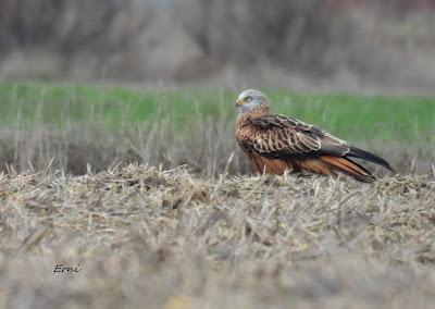ESCAPADA A VILLAFÁFILA (16/12/25)
