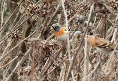 ESCAPADA A VILLAFÁFILA (16/12/25)