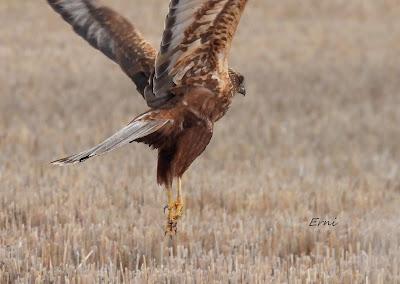 ESCAPADA A VILLAFÁFILA (16/12/25)