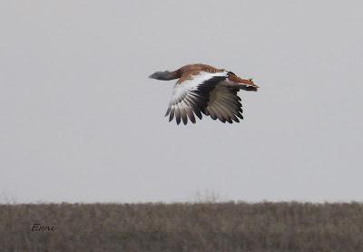 ESCAPADA A VILLAFÁFILA (16/12/25)