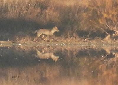 ESCAPADA A VILLAFÁFILA (16/12/25)