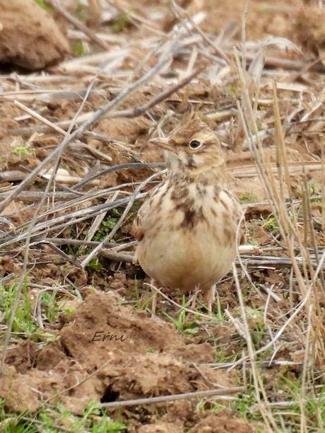 ESCAPADA A VILLAFÁFILA (16/12/25)