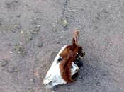 Faenan animales entrada Santo Tomás Ruta