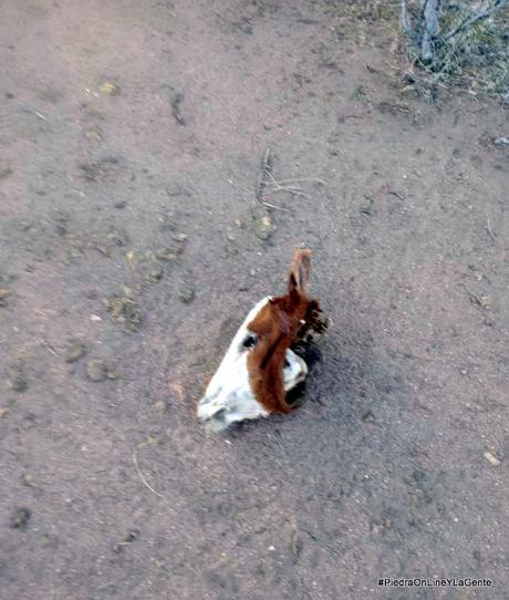 Faenan animales a 2 Km de la entrada a Santo Tomás por Ruta 237