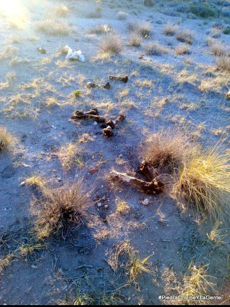 Faenan animales a 2 Km de la entrada a Santo Tomás por Ruta 237