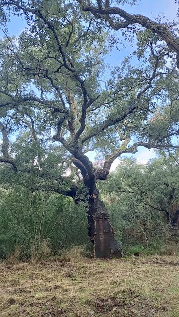 Ruta de los 12 Apóstoles 2025